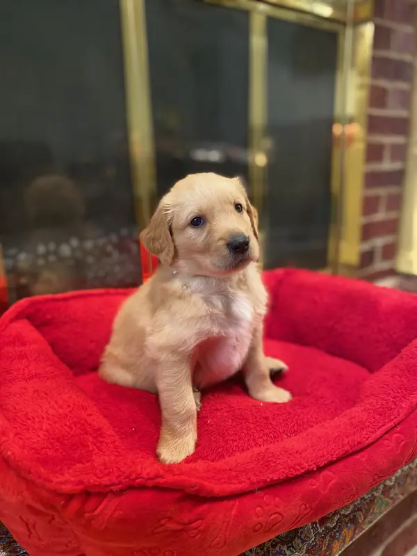 Purebred, AKC Golden #2