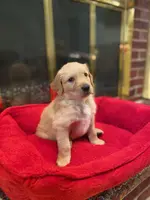 Purebred, AKC Golden #2, a male Golden Retriever for sale in Sanford, NC – Photo 1 of 10