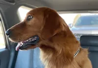 Golden AKC 4, a female Golden Retriever for sale in Sanford, NC – Photo 2 of 10