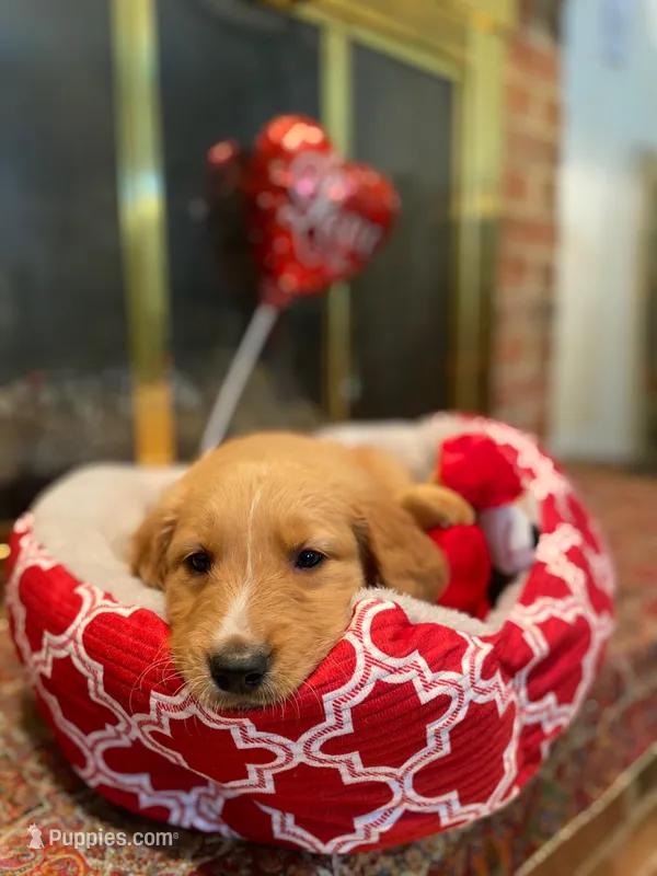 Golden AKC 4 – Golden Retriever puppy for sale in Sanford, NC