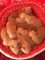 Pure-bred Golden Retriever AKC 3, a female Golden Retriever for sale in Sanford, NC – Photo 8 of 8