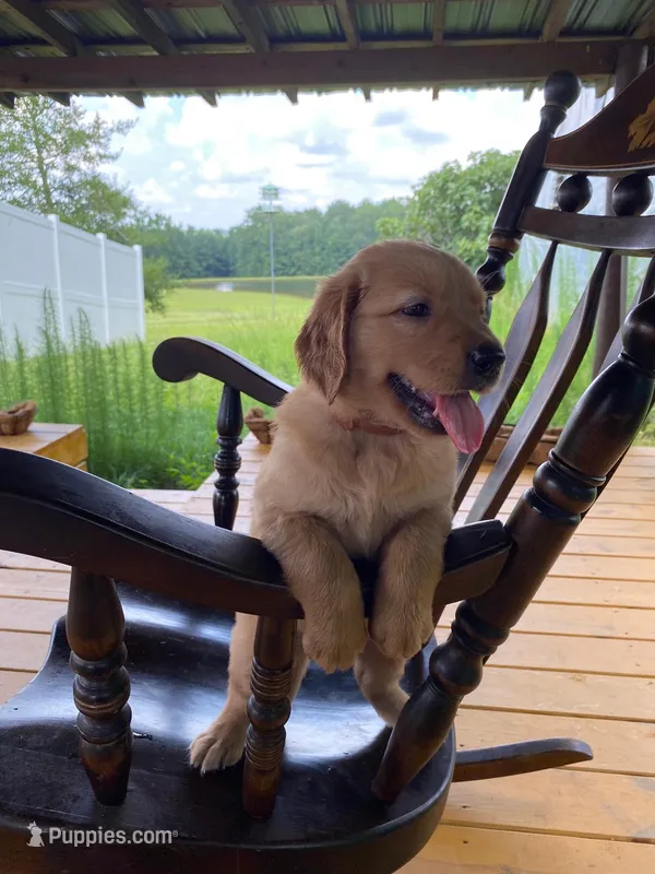 Pure-bred Golden Retriever AKC 3 – Golden Retriever puppy for sale in Sanford, NC