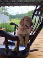 Pure-bred Golden Retriever AKC 3, a female Golden Retriever for sale in Sanford, NC – Photo 1 of 8