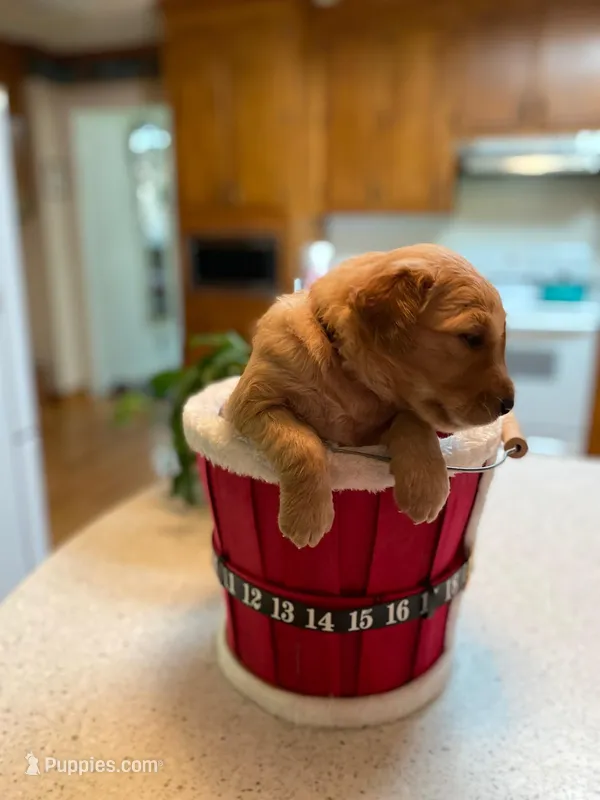 Pure-bred Golden Retriever AKC 8 – Golden Retriever puppy for sale in Sanford, NC