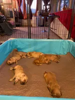 Pure-bred Golden Retriever AKC 8, a female Golden Retriever for sale in Sanford, NC – Photo 2 of 7