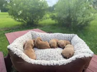 Pure-bred Golden Retriever AKC 8, a female Golden Retriever for sale in Sanford, NC – Photo 4 of 7