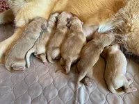 Pure-bred Golden Retriever AKC 2, a female Golden Retriever for sale in Sanford, NC – Photo 2 of 8