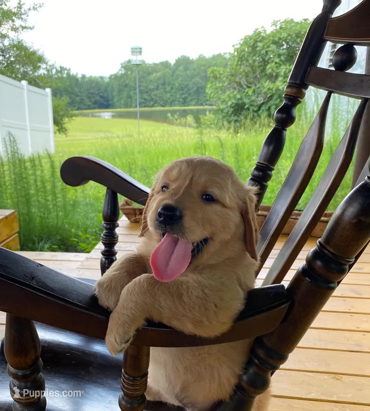 Pure-bred Golden Retriever AKC 2 – Golden Retriever puppy for sale in Sanford, NC