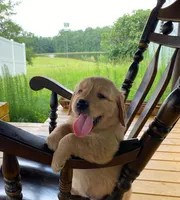 Pure-bred Golden Retriever AKC 2, a female Golden Retriever for sale in Sanford, NC – Photo 1 of 8