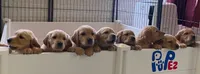 Purebred, AKC Golden Pup 3, a female Golden Retriever for sale in Sanford, NC – Photo 2 of 10
