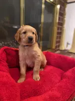 Purebred, AKC Golden Pup 3, a female Golden Retriever for sale in Sanford, NC – Photo 1 of 10