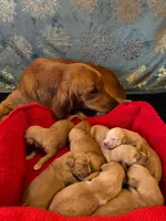 Purebred, AKC Golden Pup 3, a female Golden Retriever for sale in Sanford, NC – Photo 3 of 10