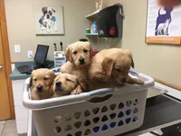 Purebred, AKC Golden Pup 3, a female Golden Retriever for sale in Sanford, NC – Photo 9 of 10