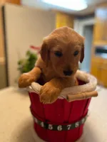 Golden AKC 6, a female Golden Retriever for sale in Sanford, NC – Photo 2 of 10