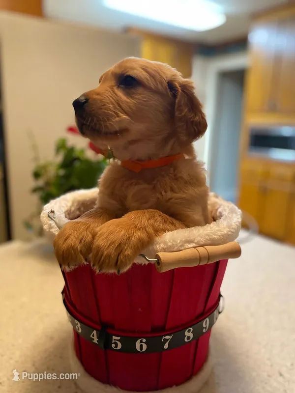 Golden AKC 6 – Golden Retriever puppy for sale in Sanford, NC