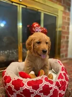 Golden AKC 5, a male Golden Retriever for sale in Sanford, NC – Photo 2 of 5