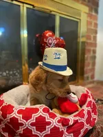 Golden AKC 5, a male Golden Retriever for sale in Sanford, NC – Photo 1 of 5