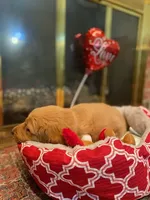 Golden AKC 5, a male Golden Retriever for sale in Sanford, NC – Photo 3 of 5