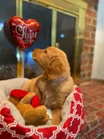 Golden AKC 5, a male Golden Retriever for sale in Sanford, NC – Photo 5 of 5