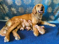 Purebred, AKC Golden, a female Golden Retriever for sale in Sanford, NC – Photo 5 of 10