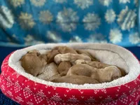 Purebred, AKC Golden, a female Golden Retriever for sale in Sanford, NC – Photo 3 of 10