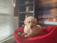 Purebred, AKC Golden, a female Golden Retriever for sale in Sanford, NC – Photo 1 of 10