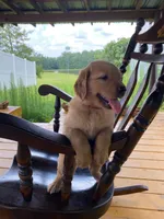 AKC Golden Retriever, a female Golden Retriever for sale in Sanford, NC – Photo 1 of 10