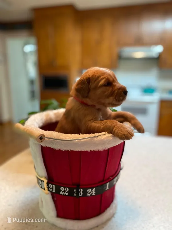 Pure-bred Golden Retriever AKC 9 – Golden Retriever puppy for sale in Sanford, NC