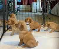 Pure-bred Golden Retriever AKC 9, a female Golden Retriever for sale in Sanford, NC – Photo 4 of 10