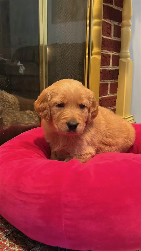 AKC Golden Retriever Pup 5