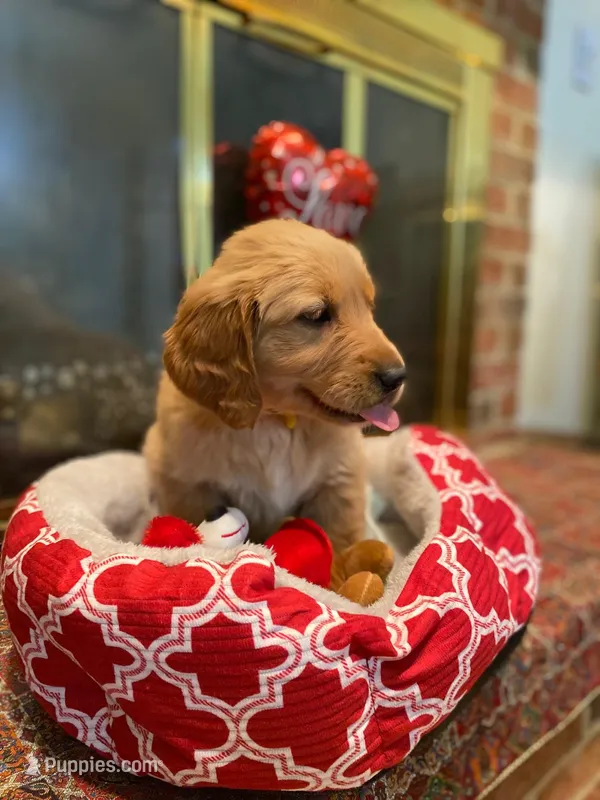 Golden AKC 9 – Golden Retriever puppy for sale in Sanford, NC