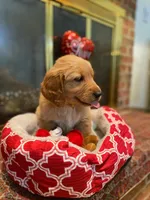 Golden AKC 9, a female Golden Retriever for sale in Sanford, NC – Photo 2 of 8
