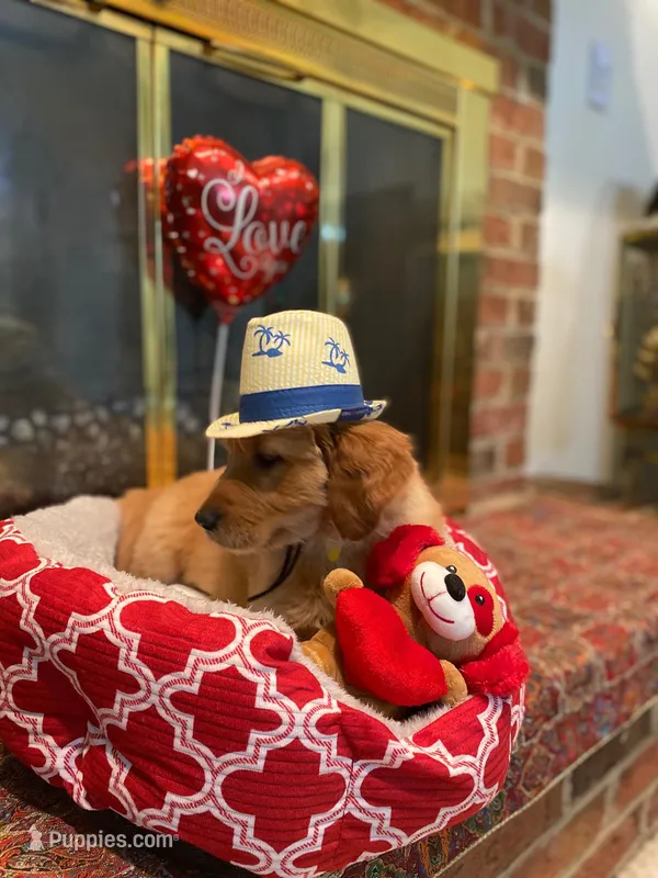 Golden AKC 9 – Golden Retriever puppy for sale in Sanford, NC