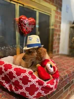 Golden AKC 9, a female Golden Retriever for sale in Sanford, NC – Photo 1 of 8