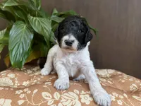 Wario, a male Poodle - Standard  for sale in Marion, VA – Photo 8 of 8