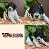 Wario, a male Poodle - Standard  for sale in Marion, VA – Photo 5 of 8