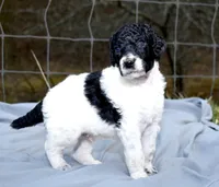 Wario, a male Poodle - Standard  for sale in Marion, VA – Photo 1 of 8