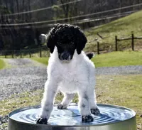 Wario, a male Poodle - Standard  for sale in Marion, VA – Photo 2 of 9