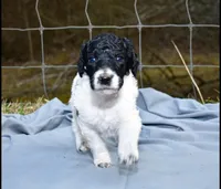 Wario, a male Poodle - Standard  for sale in Marion, VA – Photo 7 of 8