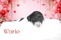 Wario, a male Poodle - Standard  for sale in Marion, VA – Photo 3 of 8