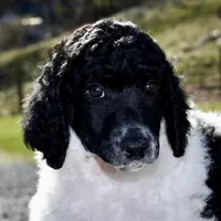Wario, a male Poodle - Standard  for sale in Marion, VA – Photo 1 of 9