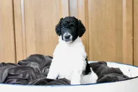 Wario, a male Poodle - Standard  for sale in Marion, VA – Photo 6 of 9