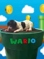 Wario, a male Poodle - Standard  for sale in Marion, VA – Photo 4 of 8