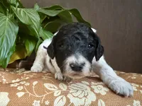 Wario, a male Poodle - Standard  for sale in Marion, VA – Photo 6 of 8