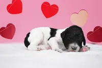 Wario, a male Poodle - Standard  for sale in Marion, VA – Photo 2 of 8