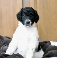 Wario, a male Poodle - Standard  for sale in Marion, VA – Photo 3 of 9