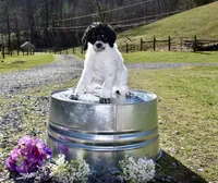 Luigi, a male Poodle - Standard  for sale in Marion, VA – Photo 3 of 10
