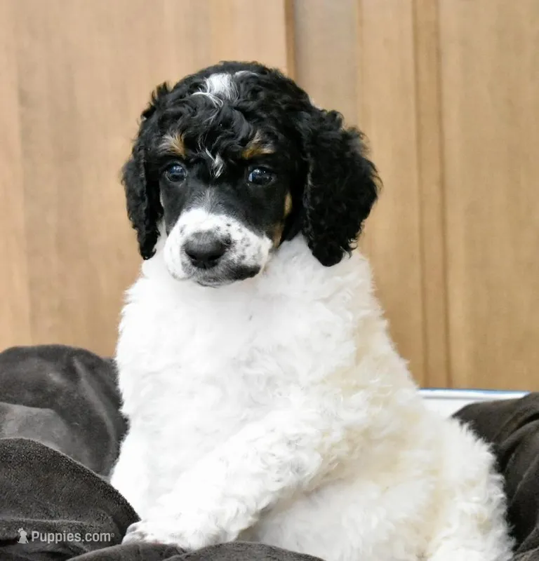 Luigi – Poodle - Standard  puppy for sale in Marion, VA