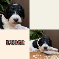 Luigi, a male Poodle - Standard  for sale in Marion, VA – Photo 4 of 5