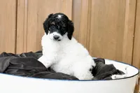 Luigi, a male Poodle - Standard  for sale in Marion, VA – Photo 4 of 10